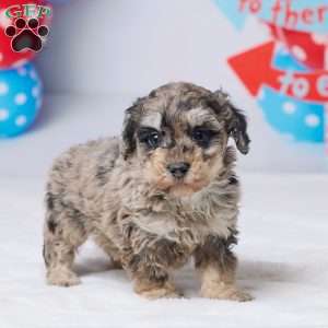 Rodger, Miniature Poodle Puppy